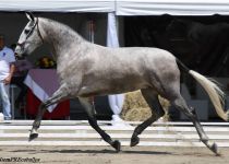 SF TROVADORA, Y. SAN NICOLAS, ORO EN YEGUAS DE 4 A